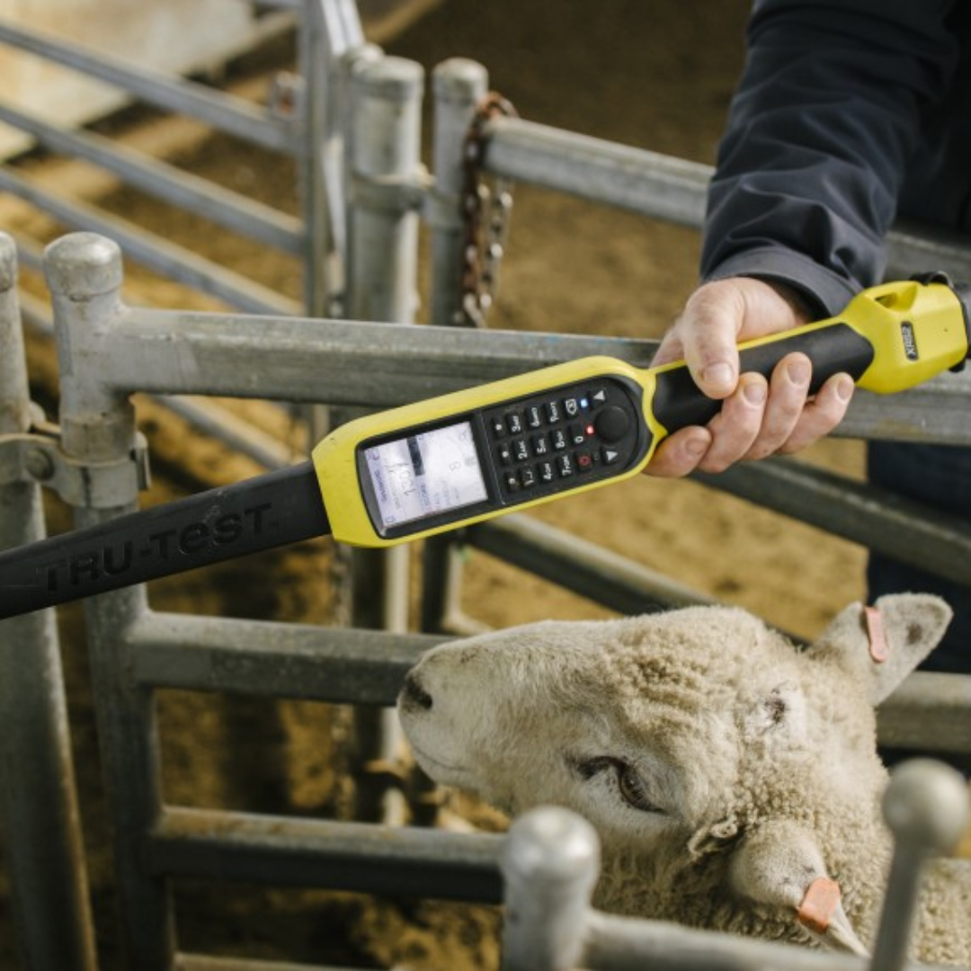 Cómo el RFID y el bastón lector mejoran el pesaje y control del ganado
